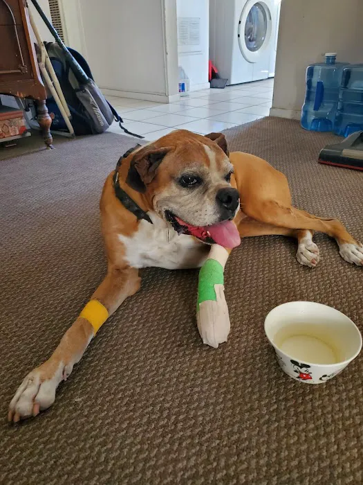 St Francis Animal Hospital Picture 5