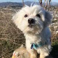 St Francis Animal Hospital ico