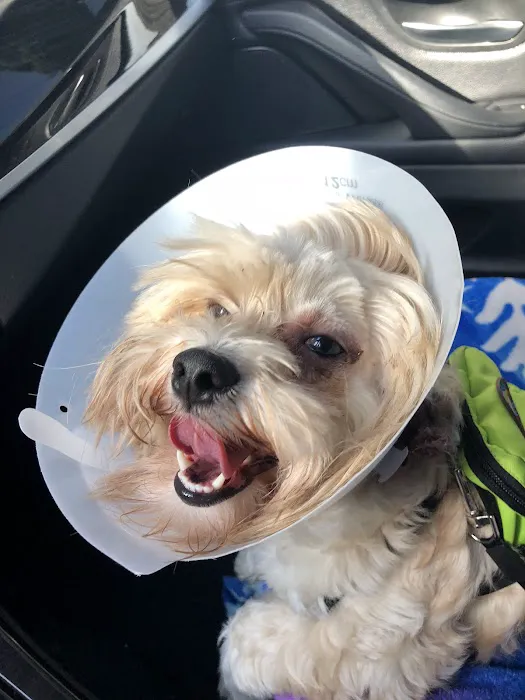 St Francis Animal Hospital Picture 8