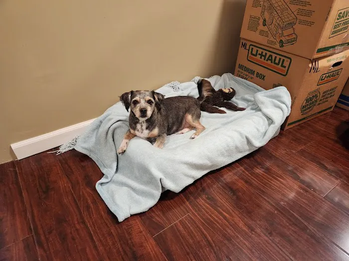 St Francis Animal Hospital Picture 7