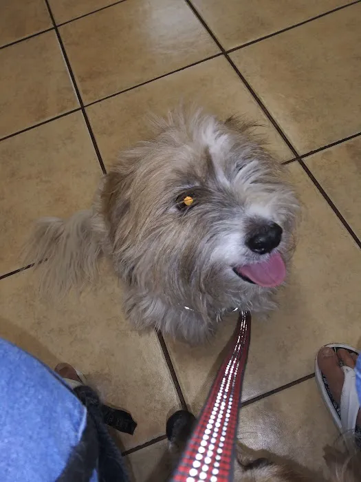 St Francis Animal Hospital Picture 9