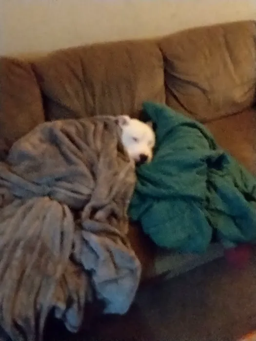 Caring Pet Hospital Picture 4
