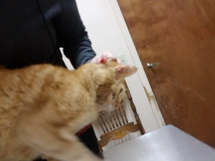 Caring Pet Hospital Picture 3