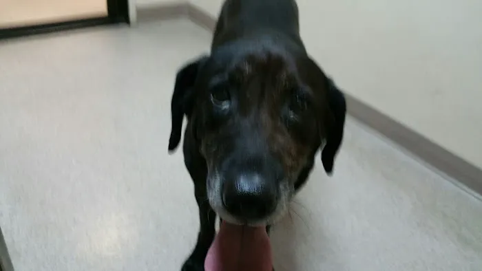 Caring Pet Hospital Picture 5