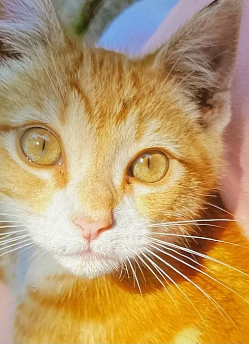 Caring Pet Hospital Picture 1