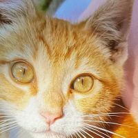 Caring Pet Hospital ico