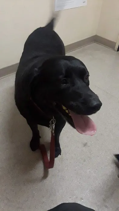 Caring Pet Hospital Picture 9