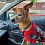 UNI Pet Clinic - Union City