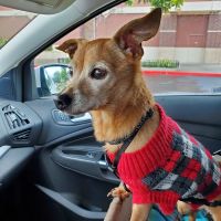 UNI Pet Clinic - Union City ico