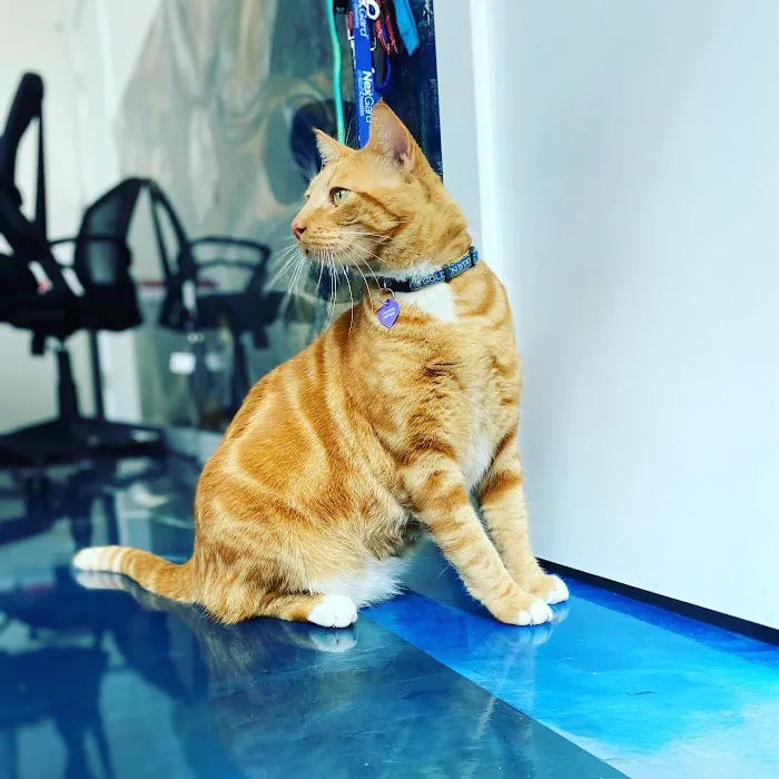 United Pet Hospital Picture 5