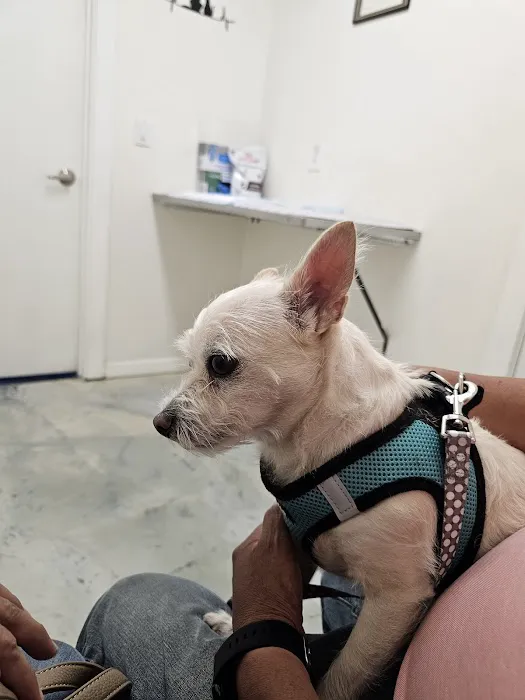 United Pet Hospital Picture 2