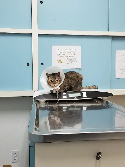 Alta Vista Veterinary Clinic Picture 4