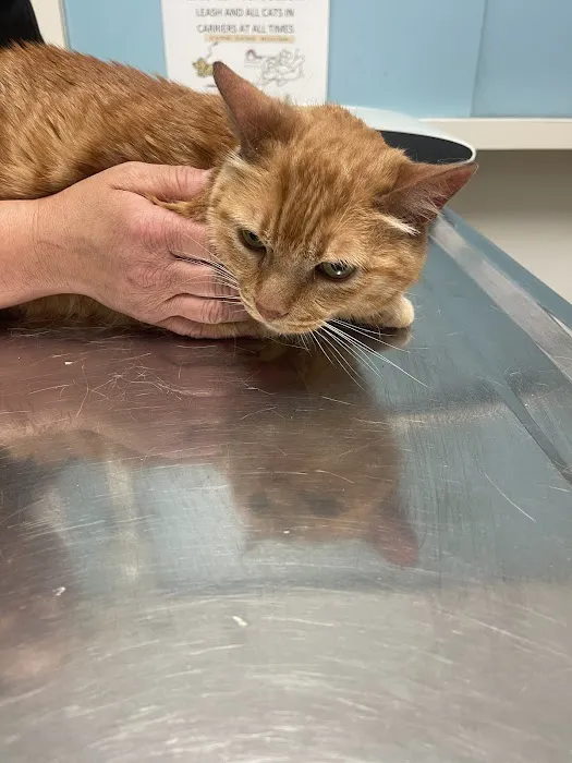 Alta Vista Veterinary Clinic Picture 2