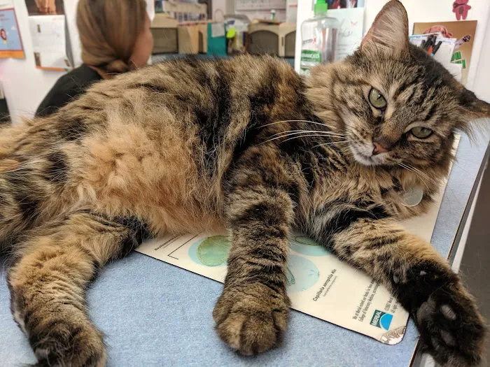 Alta Vista Veterinary Clinic Picture 8