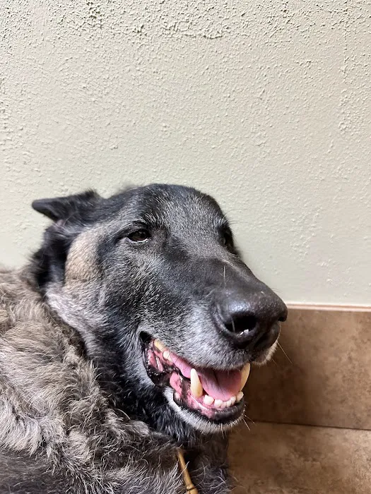 Central Texas Animal Hospital Picture 7