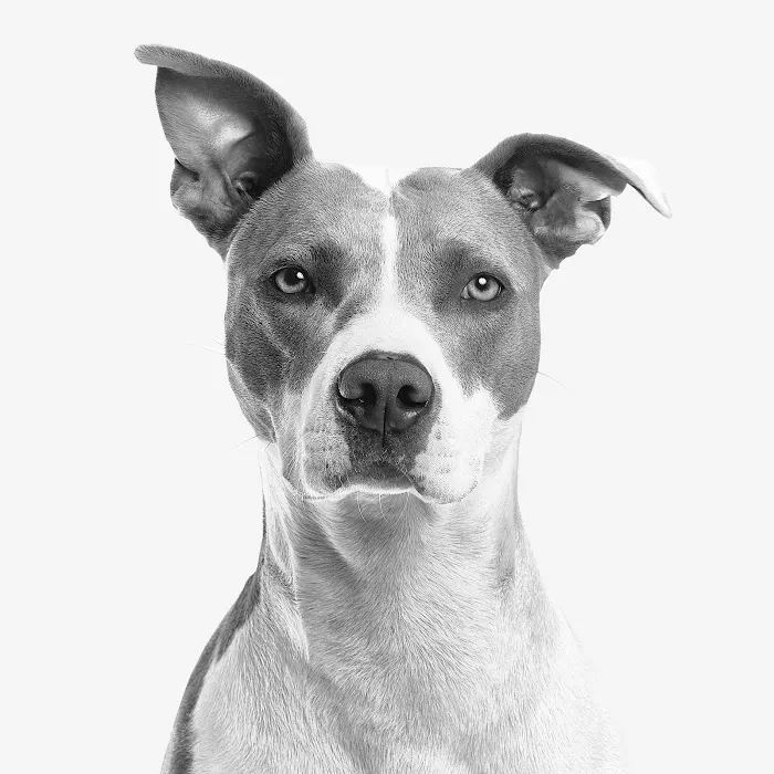 Central Texas Animal Hospital Picture 2