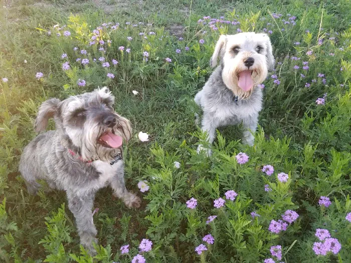 Central Texas Animal Hospital Picture 3