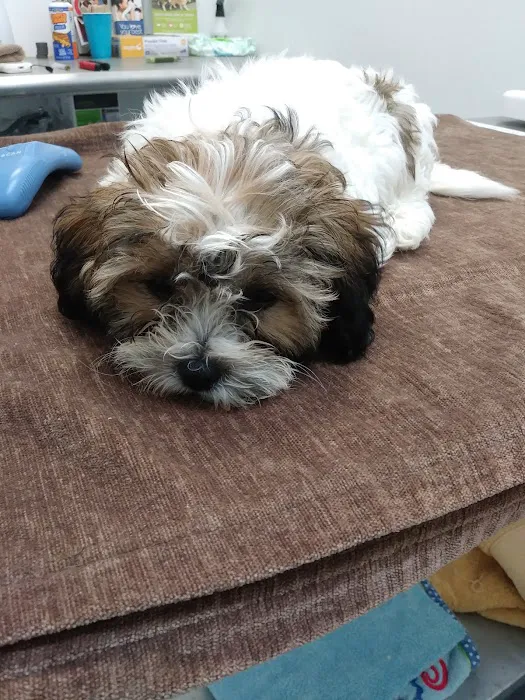 Emancipet Picture 1