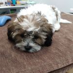 Emancipet