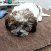 Emancipet ico