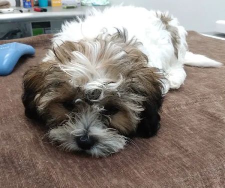 Emancipet