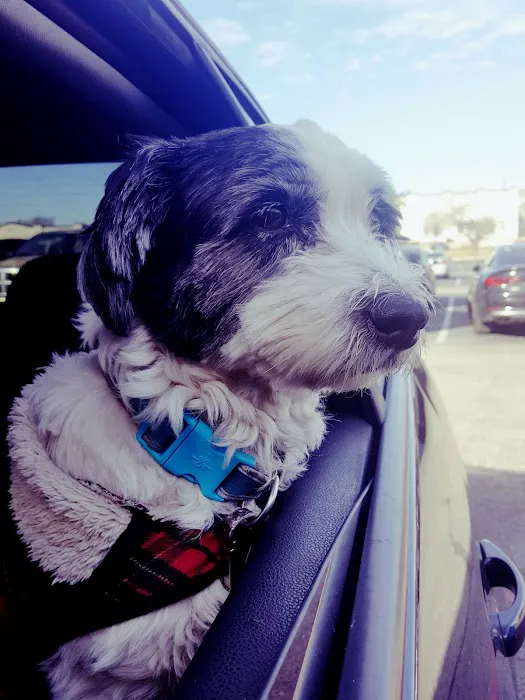 Emancipet Picture 6