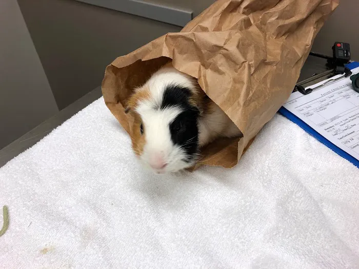 White Rock Veterinary Hospital Picture 5