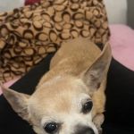 Whitestone Animal Hospital