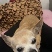 Whitestone Animal Hospital ico
