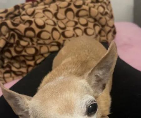 Whitestone Animal Hospital