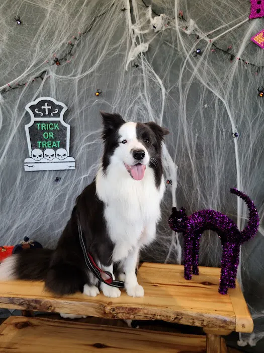 Whitestone Animal Hospital Picture 10
