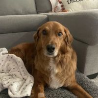 Leander Veterinary Clinic ico