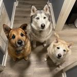 Cedar Park Animal Clinic