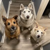 Cedar Park Animal Clinic ico