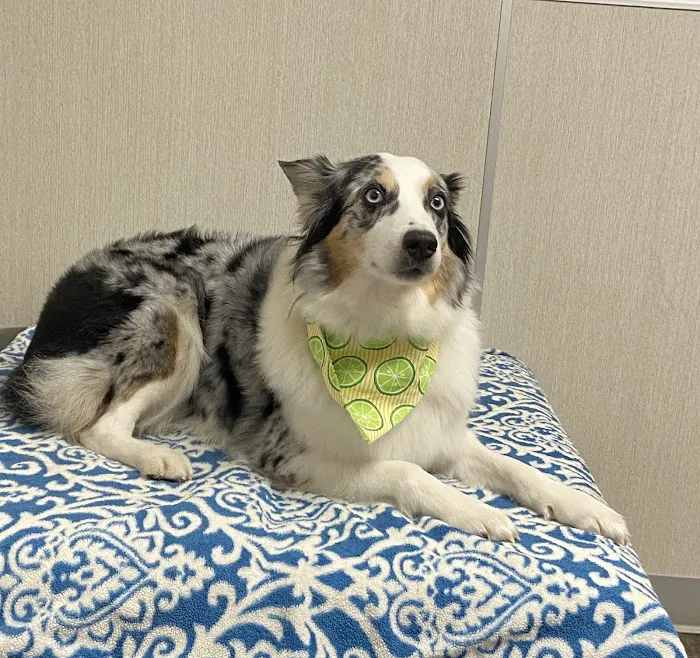Cedar Park Animal Clinic Picture 8
