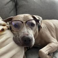 Buttercup Veterinary Hospital ico