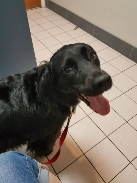 Buttercup Veterinary Hospital Picture 5