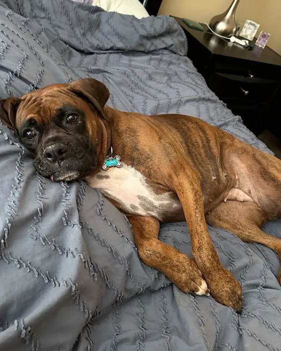 Buttercup Veterinary Hospital Picture 7