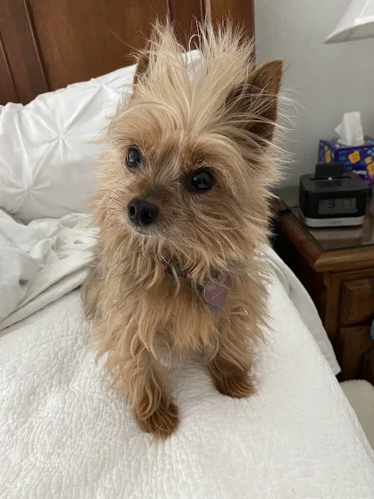 Buttercup Veterinary Hospital Picture 10
