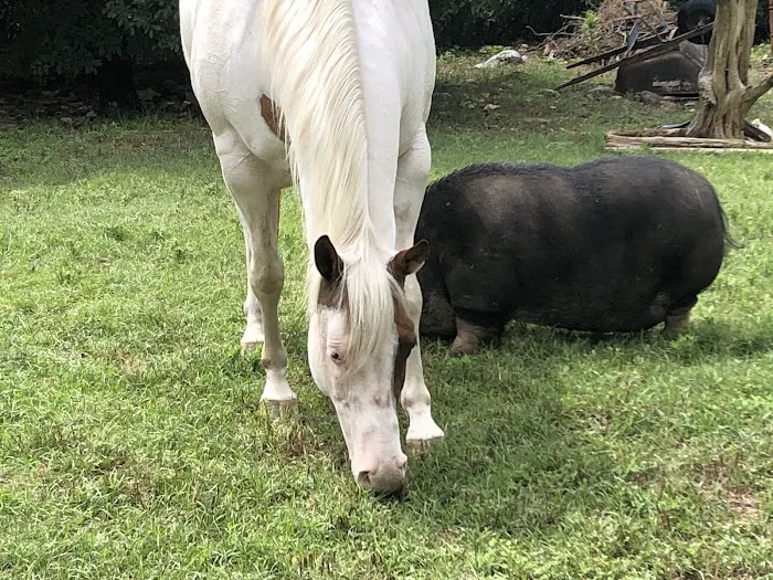 Fry Equine Health Mobile Large Animal Veterinarian Picture 2