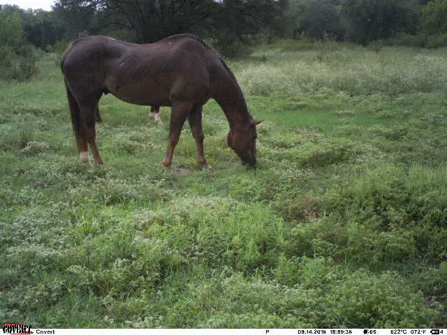 Fry Equine Health Mobile Large Animal Veterinarian Picture 1