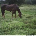 Fry Equine Health Mobile Large Animal Veterinarian