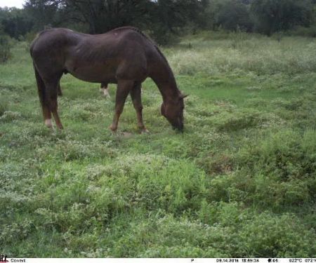 Fry Equine Health Mobile Large Animal Veterinarian