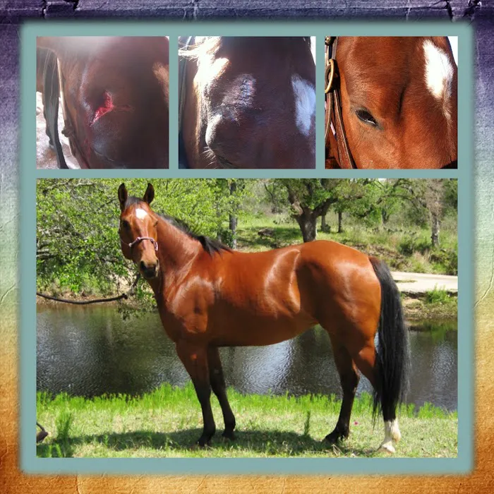 Fry Equine Health Mobile Large Animal Veterinarian Picture 10