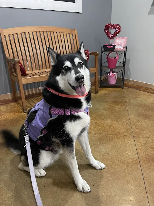 Parmer Lane Pet Hospital Picture 5