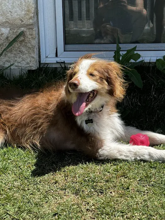 Kyle Animal Hospital Picture 8