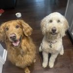 Kyle Animal Hospital