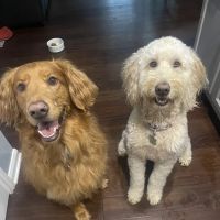Kyle Animal Hospital ico