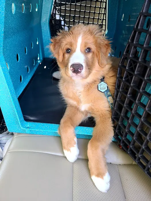 Kyle Animal Hospital Picture 2