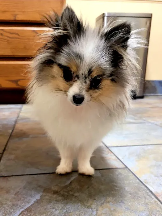 Kyle Animal Hospital Picture 9